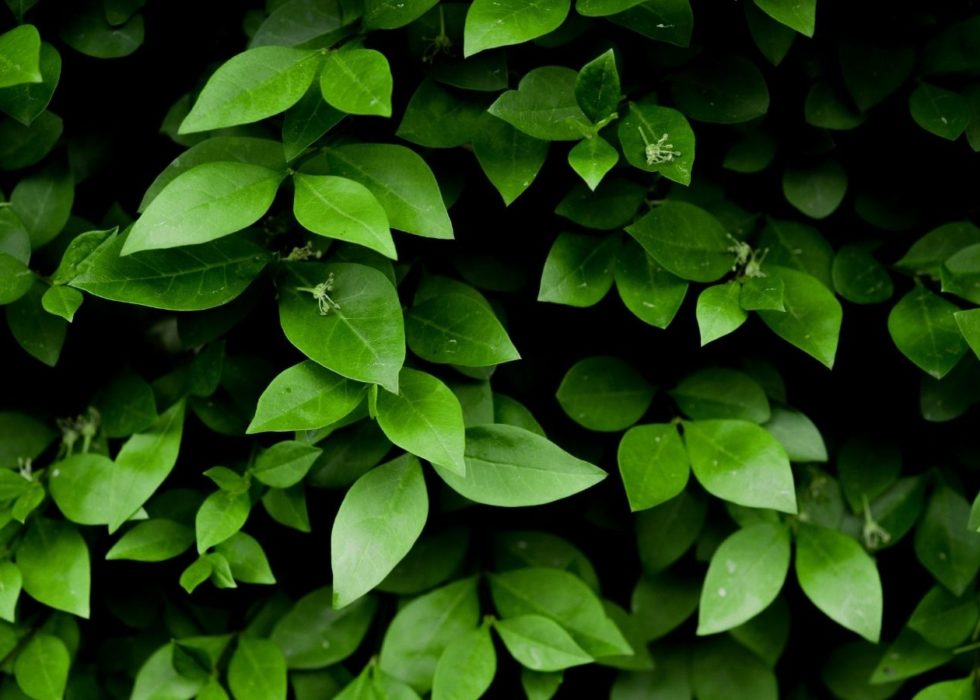 leafy background image