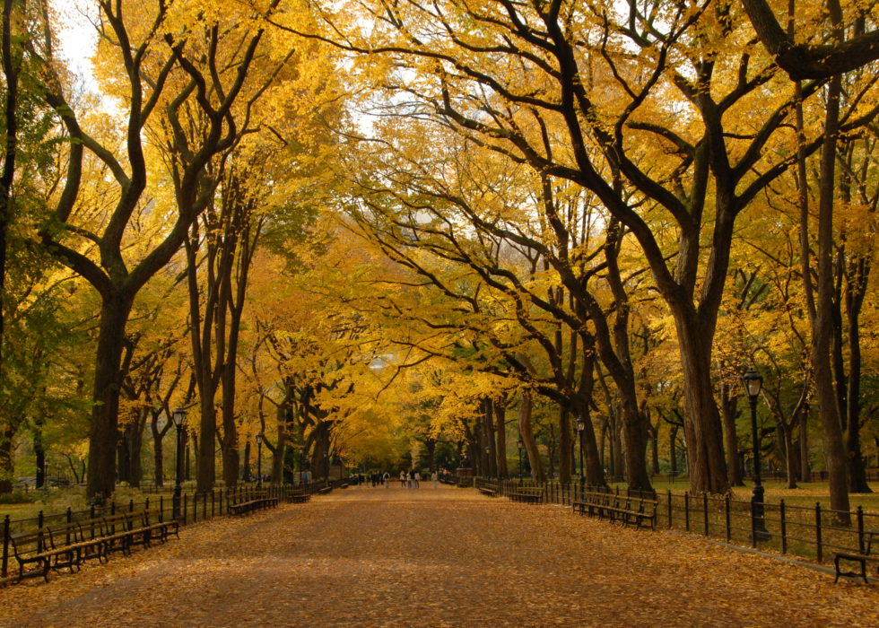 Fall Trees on the Mall of Central Park